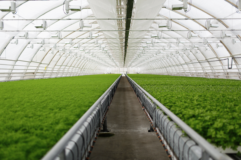 young-plants-growing-very-large-plant-commercial-greenhouse